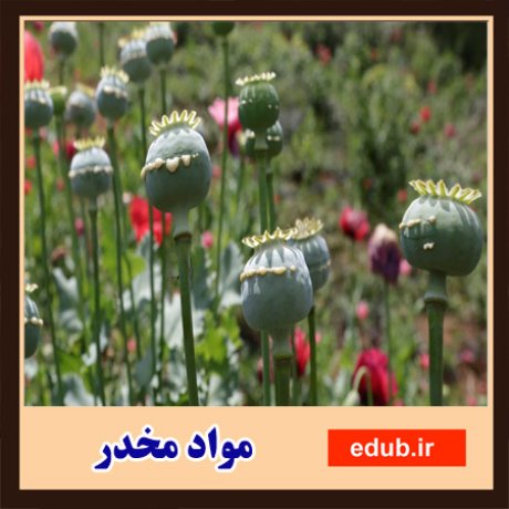 ایران و مسئله سوءمصرف مواد مخدر: یک قرن مبارزه (بخش اول) ایران و مسئله سوءمصرف مواد مخدر: یک قرن مبارزه (بخش اول)